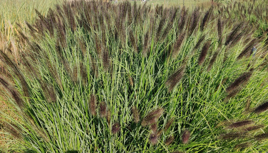[PENARHEAD] PENNISETUM ALOPECUROIDES 'RED HEAD' (Pot 9 cm)
