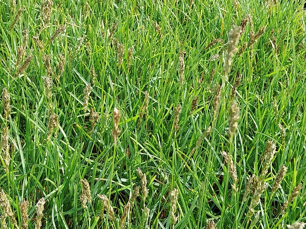 [SESAGHYBR] SESLERIA AUTUMNALIS 'GREENLEE HYBRID'