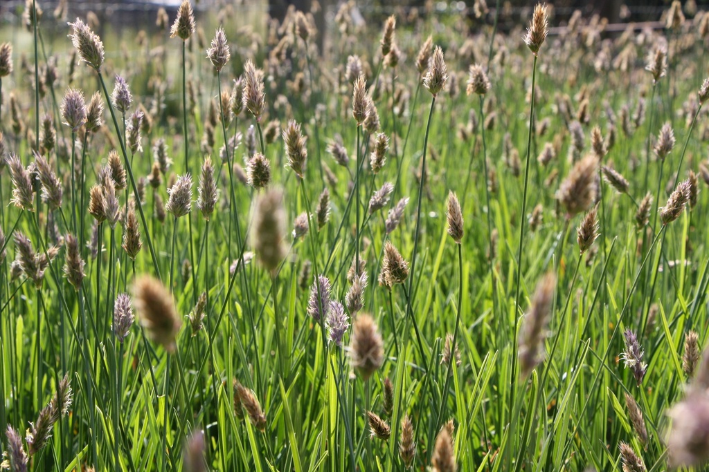 [SESHBPORC] SESLERIA HEUFLERIANA 'BLUE PORCUPINE'