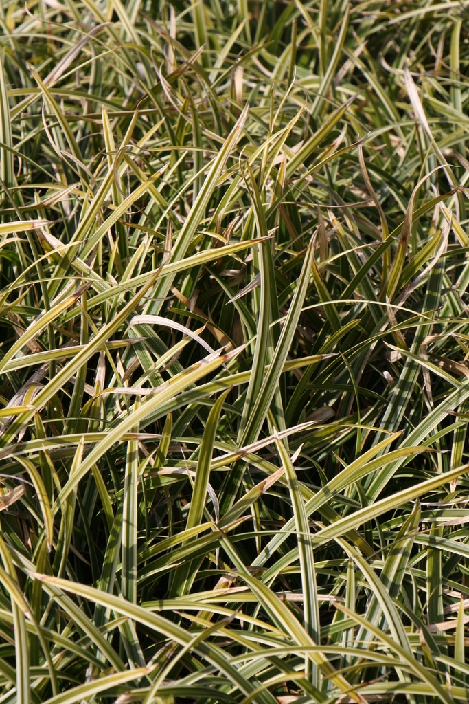 [SGCARMID] CAREX MORROWII 'ICE DANCE'