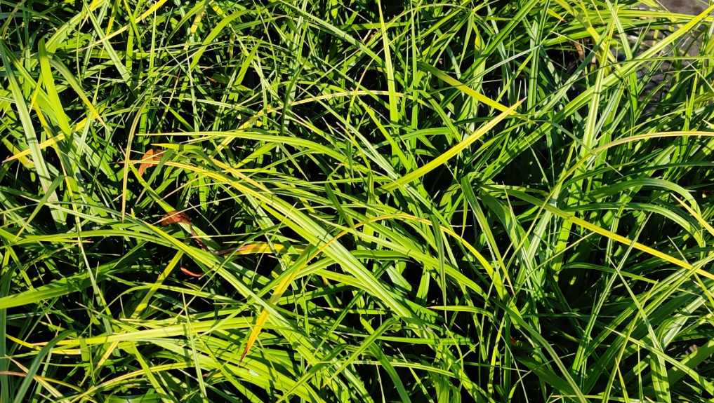 [SGCARMOR] CAREX MORROWII (Pot 9 cm)
