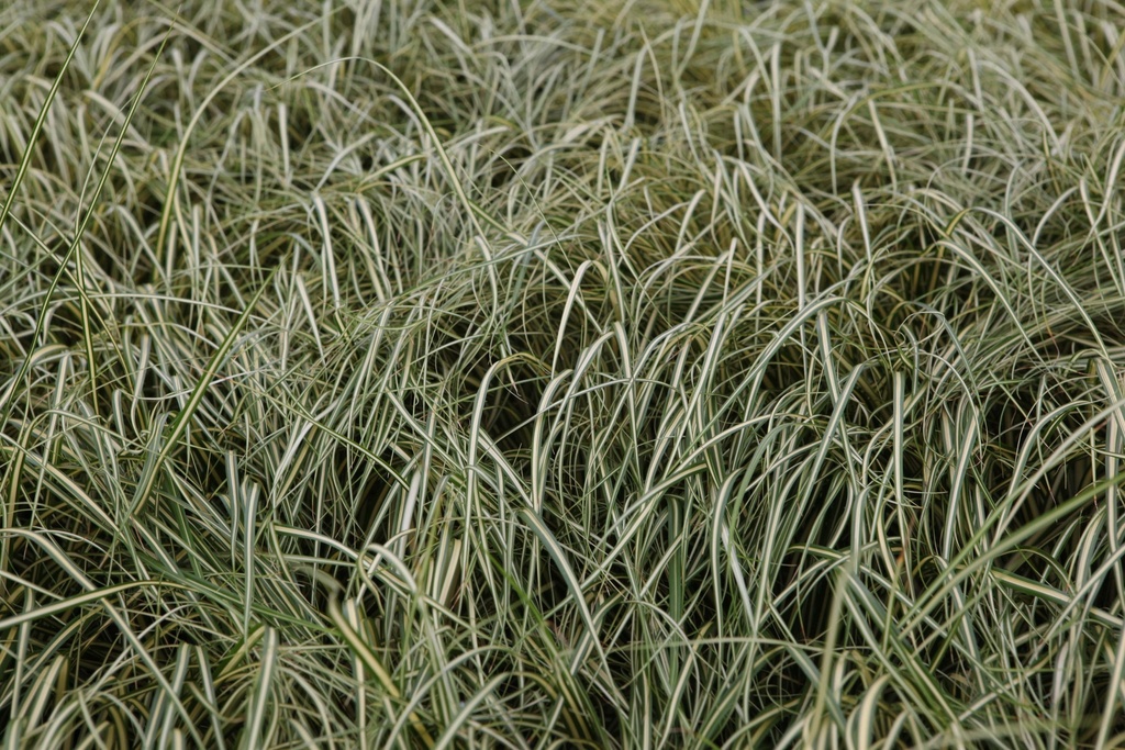 [SGCAROEG] CAREX OSHIMENSIS EVERGOLD (Pot 9 cm)