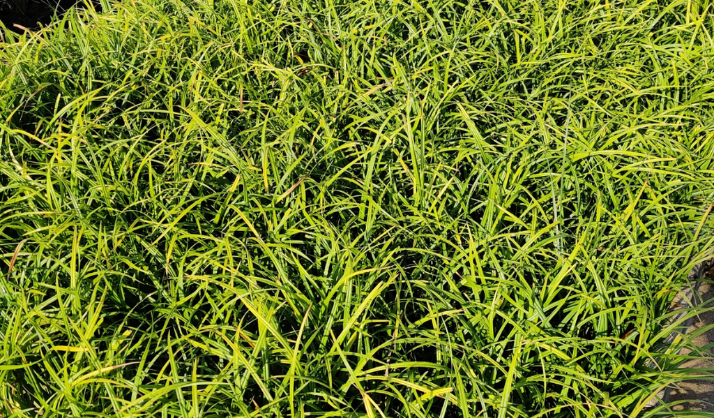 [SGCARSYL] CAREX SYLVATICA (Pot 9 cm)