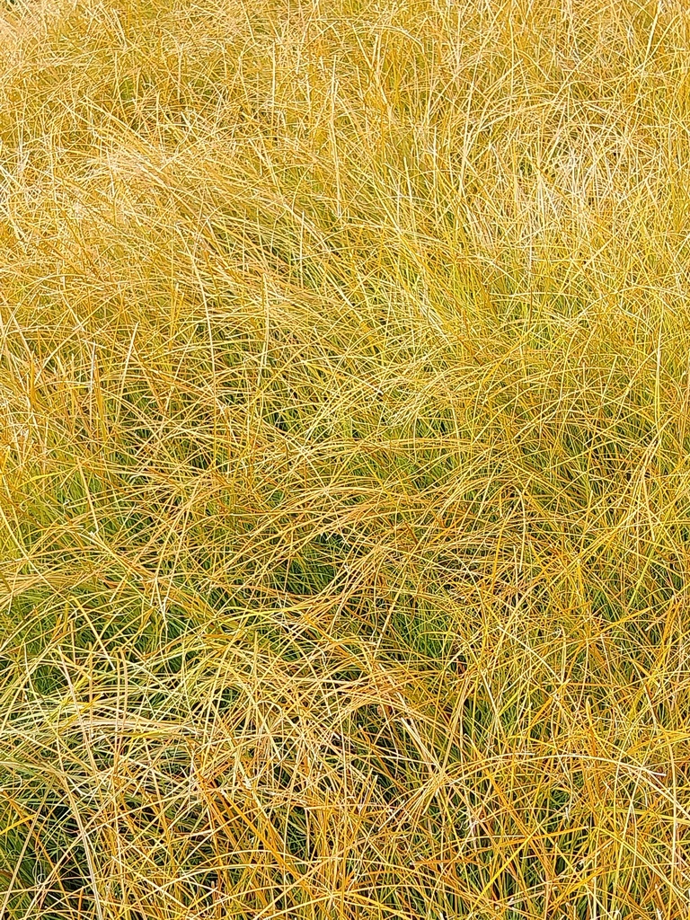 [SGCARTPF] CAREX TESTACEA 'PRAIRIE FIRE'