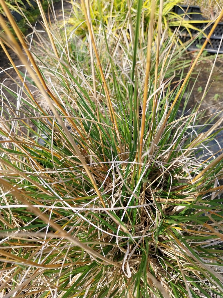 [SGDESCTA] DESCHAMPSIA CESPITOSA 'TARDIFLORA' (Pot 9 cm)