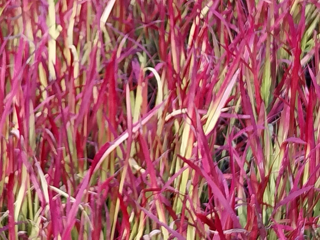 [SGIMPCRB09] IMPERATA CYLINDRICA 'RED BARON' (Pot 9 cm)
