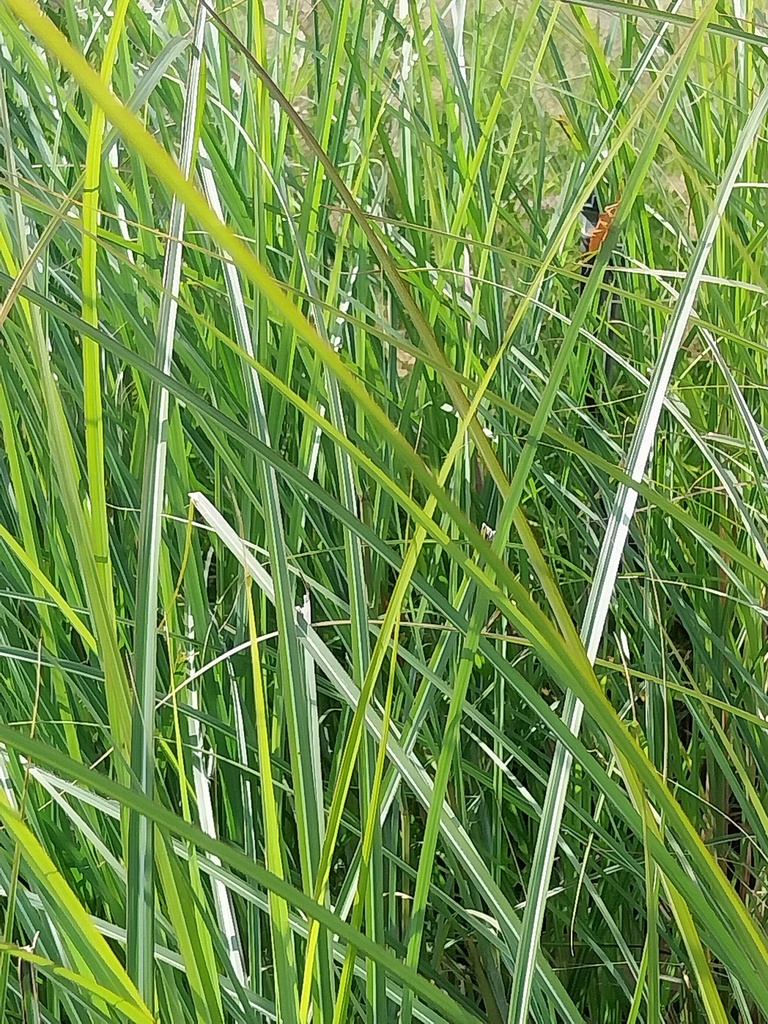 MISCANTHUS SINENSIS 'GRACILLIMUS'