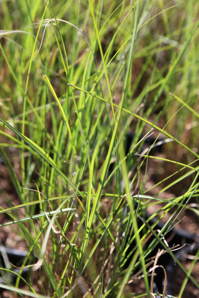 [SGMISSGR09] MISCANTHUS SINENSIS 'GRACILLIMUS' (Pot 9 cm)