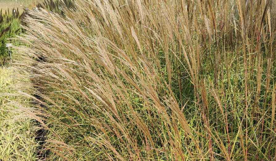 [SGMISSHM] MISCANTHUS SINENSIS 'HERMAN MUSSEL' (Pot 9 cm)