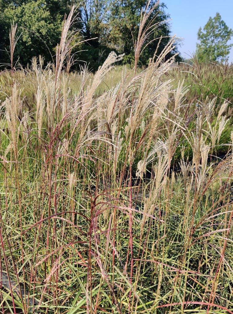 MISCANTHUS SINENSIS 'MALEPARTUS'