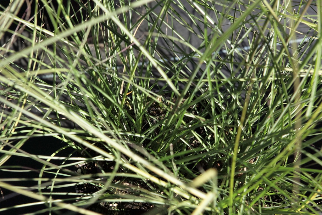 [SGMISSML09] MISCANTHUS SINENSIS 'MORNING LIGHT' (Pot 9 cm)