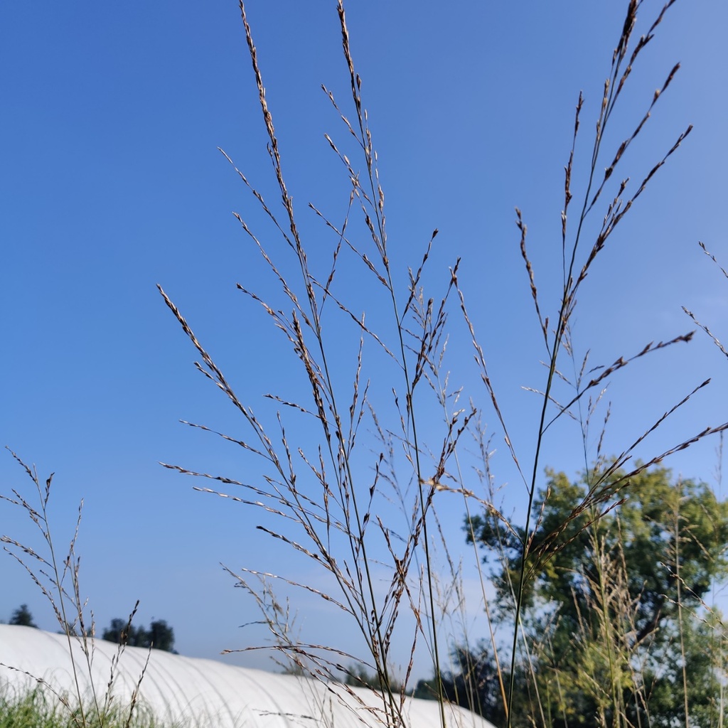 MOLINIA ARUNDINACEA 'KARL FOERSTER'