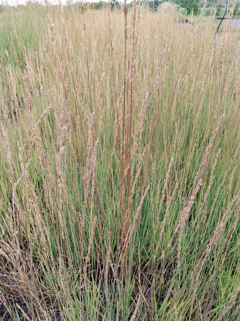 MOLINIA CAERULEA 'HEIDEBRAUT'