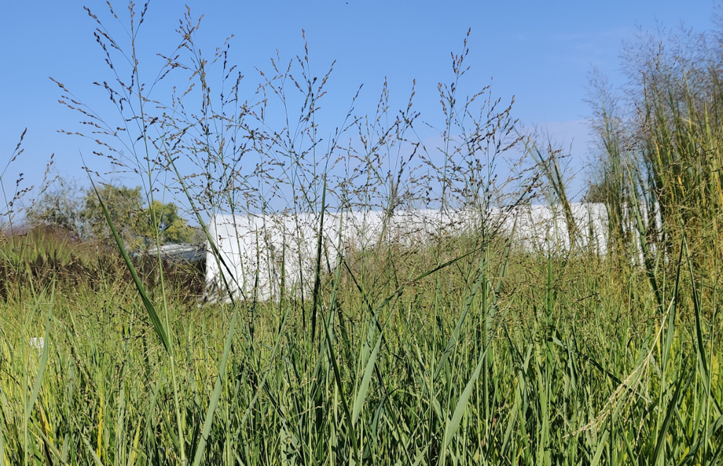 [SGPANVBG] PANICUM VIRGATUM 'BUFFALO GREEN' (Pot 9 cm)