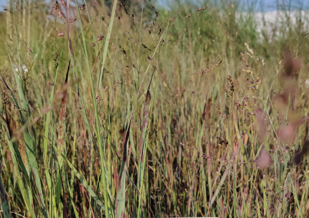 [SGPANVCA] PANICUM VIRGATUM 'CARDINAL' (Pot 9 cm)