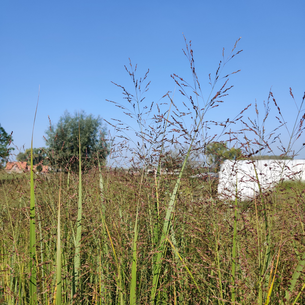 PANICUM VIRGATUM 'NORTHWIND'