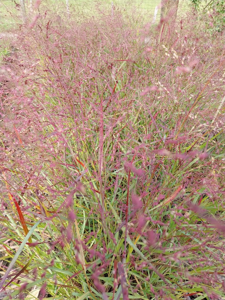 PANICUM VIRGATUM 'SQUAW'