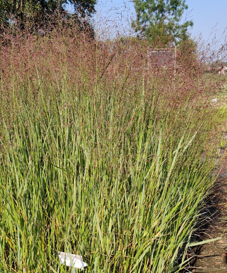 [SGPANVWA] PANICUM VIRGATUM 'WARRIOR' (Pot 9 cm)