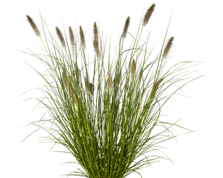[SGPENACA] PENNISETUM ALOPECUROIDES 'CASSIAN' (Pot 9 cm)