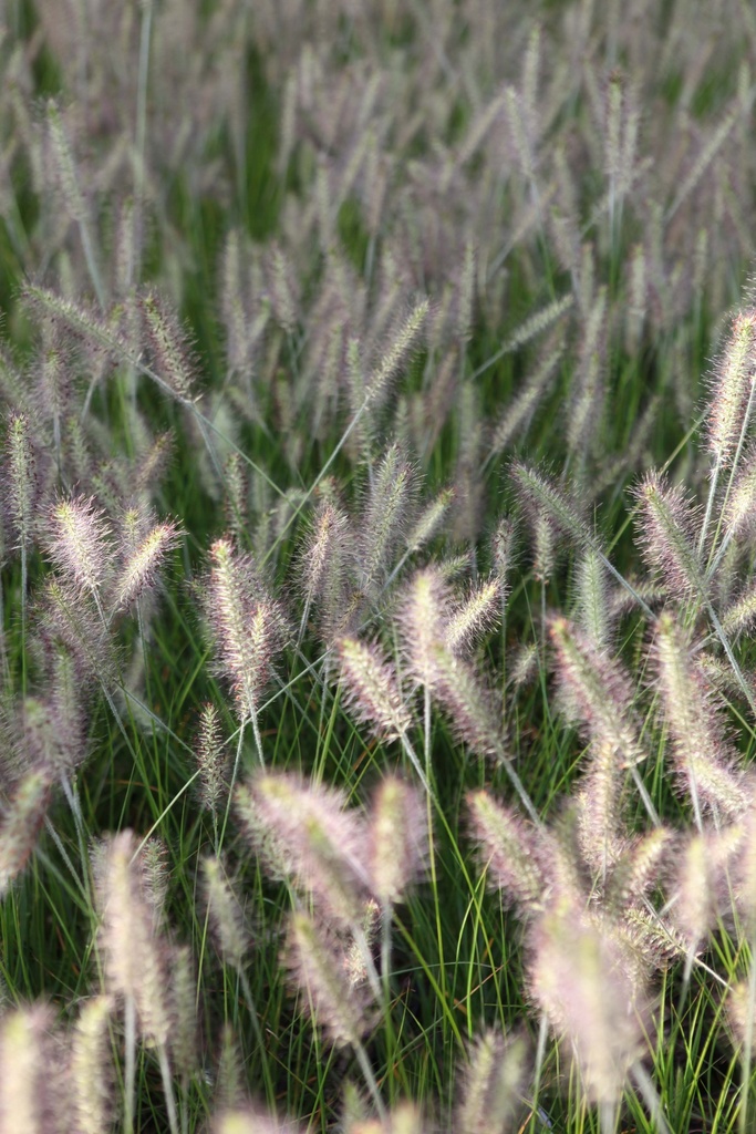 PENNISETUM ALOPECUROIDES 'HAMELN'