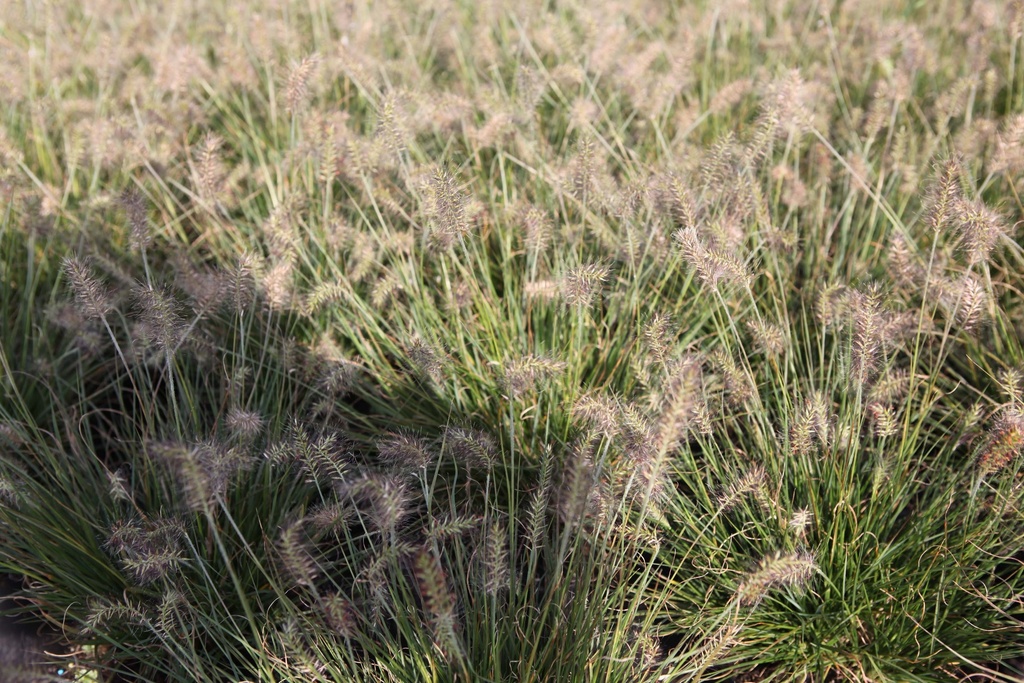 [SGPENALB] PENNISETUM ALOPECUROIDES 'LITTLE BUNNY' (Pot 9 cm)