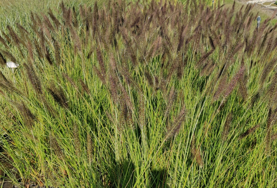 [SGPENAMO] PENNISETUM ALOPECUROIDES 'MOUDRY' (Pot 9 cm)