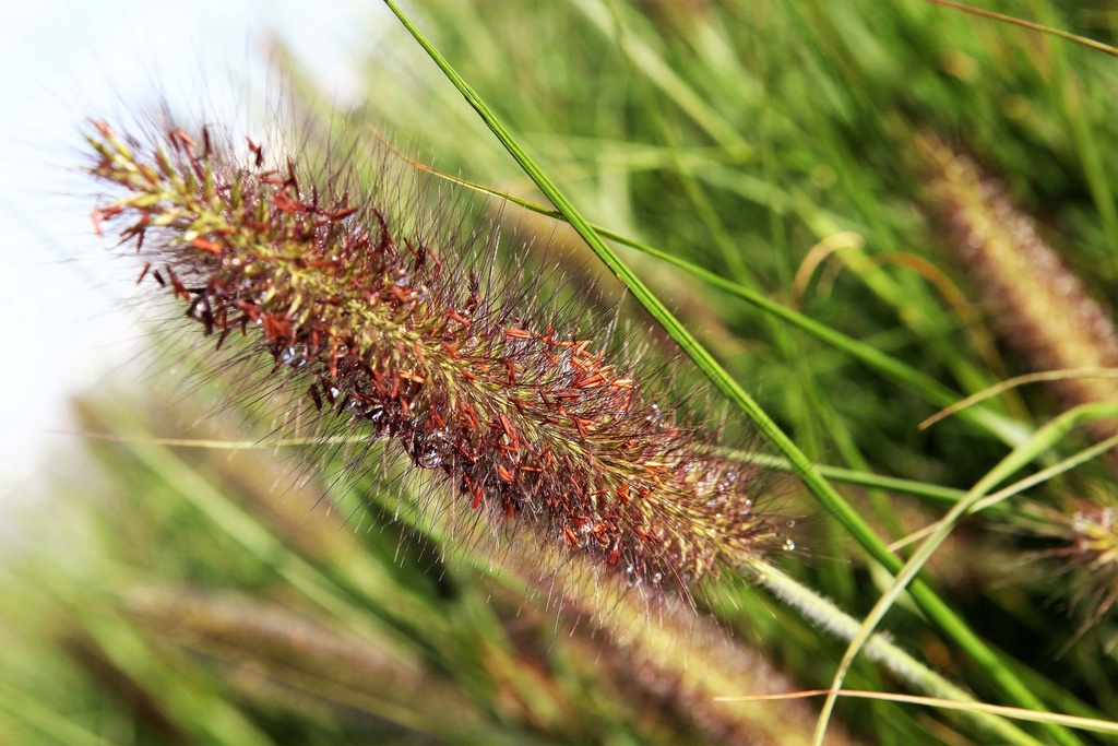 PENNISETUM ALOPECUROIDES 'MOUDRY'