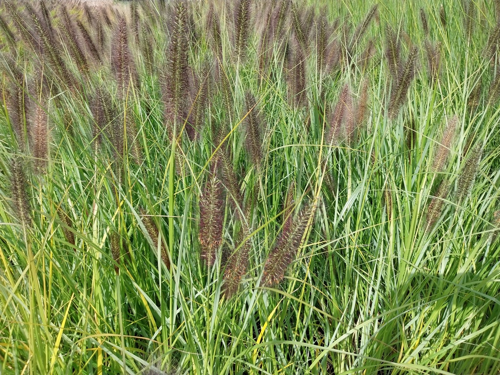 [SGPENAVI] PENNISETUM ALOPECUROIDES F. VIRIDESCENS (Pot 9 cm)