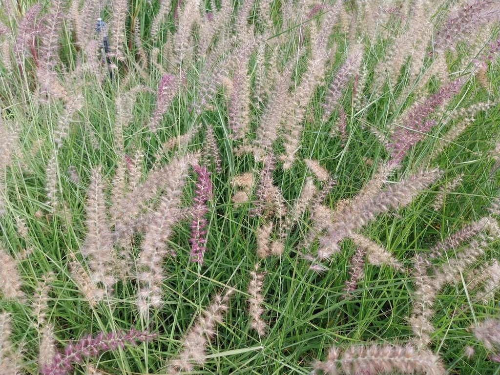 [SGPENOFL] PENNISETUM ORIENTALE 'FLAMINGO' (Pot 9 cm)