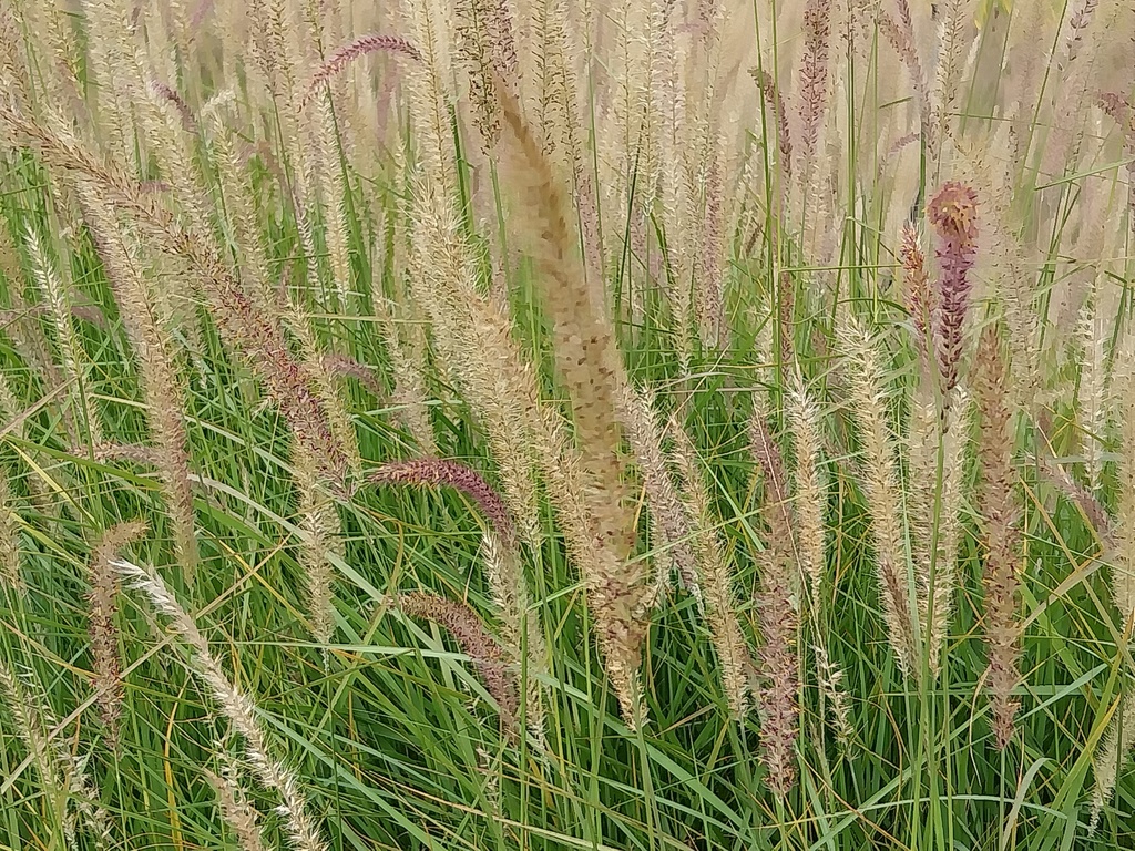 PENNISETUM ORIENTALE 'TALL TAILS'