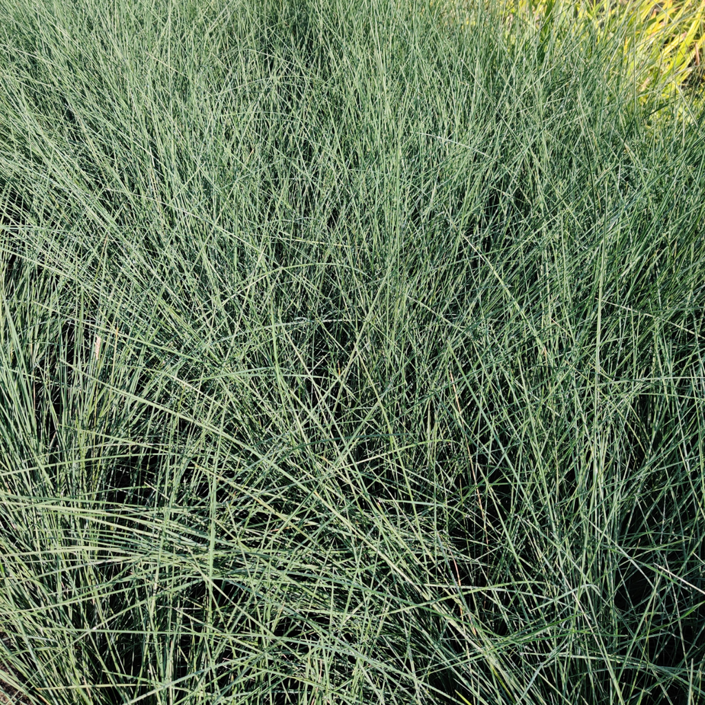 POA LABILLARDIEREI