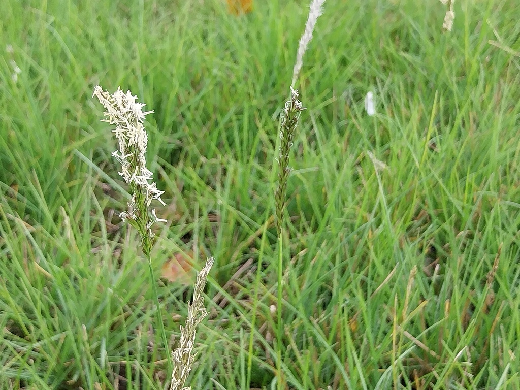 [SGSESAUT] SESLERIA AUTUMNALIS (Pot 9 cm)