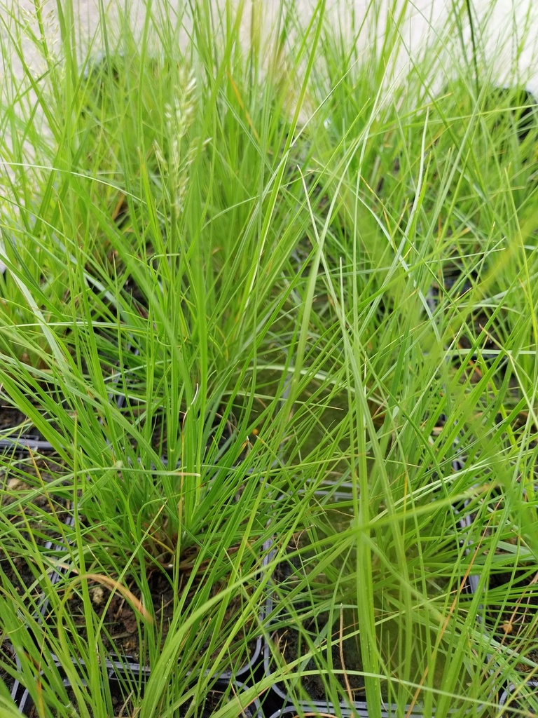 [SGSPOHCL] SPOROBOLUS HETEROLEPIS 'CLOUD' (Pot 9 cm)