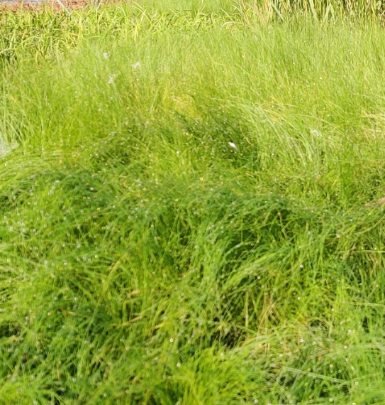 STIPA TENUISSIMA