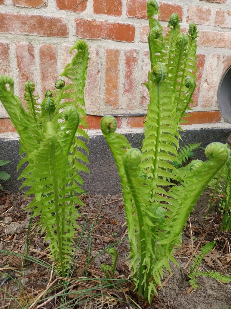 [VAMATSTR] MATTEUCIA STRUTHIOPTERIS (Pot 9 cm)