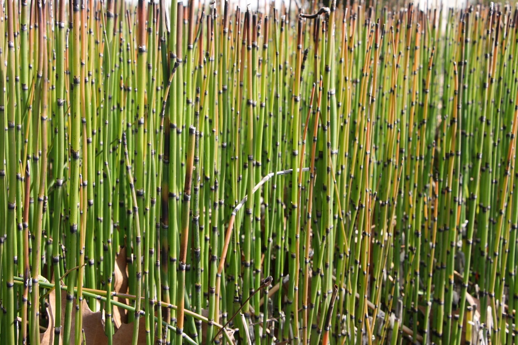 [WPEQUJAP] EQUISETUM HYEMALE JAPONICUM (Pot 9 cm)