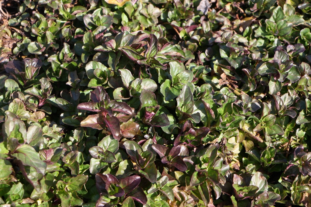 MENTHA AQUATICA