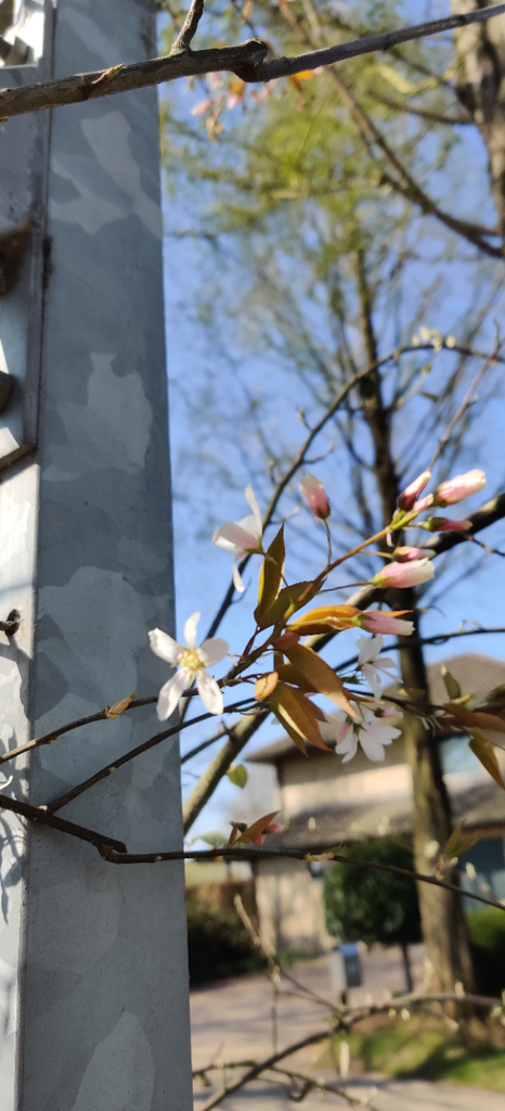 [AARHIH8] AMELANCHIER ARBOREA 'ROBIN HILL'