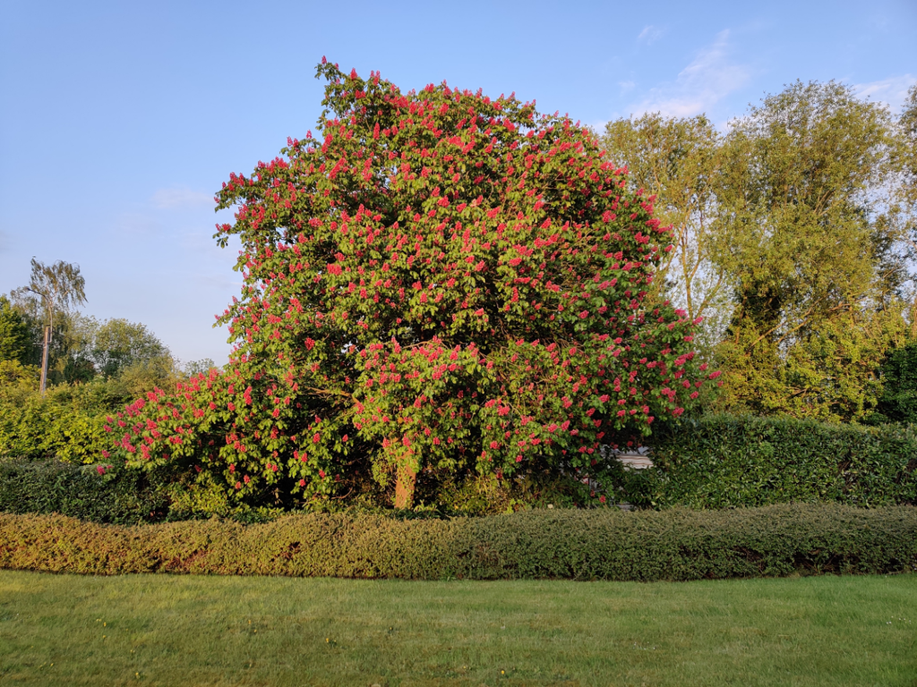 AESCULUS CARNEA HOOGSTAM