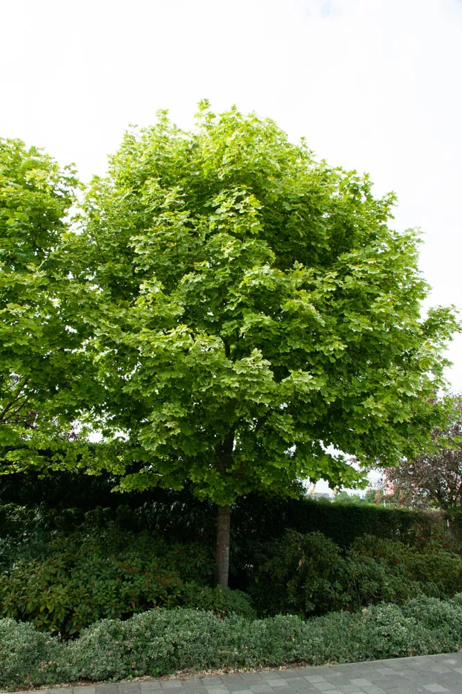 [APDRH6] ACER PLATANOIDES 'DRUMMONDII' HOOGSTAM (Blote wortel, 6-8 cm)