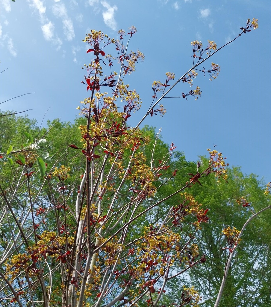 ACER PLATANOIDES 'ROYAL RED' HAUT-TIGE