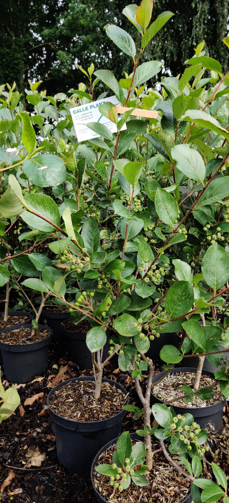 [APVIH8] ARONIA PRUNIFOLIA 'VIKING' HOOGSTAM (Blote wortel, 8-10 cm)