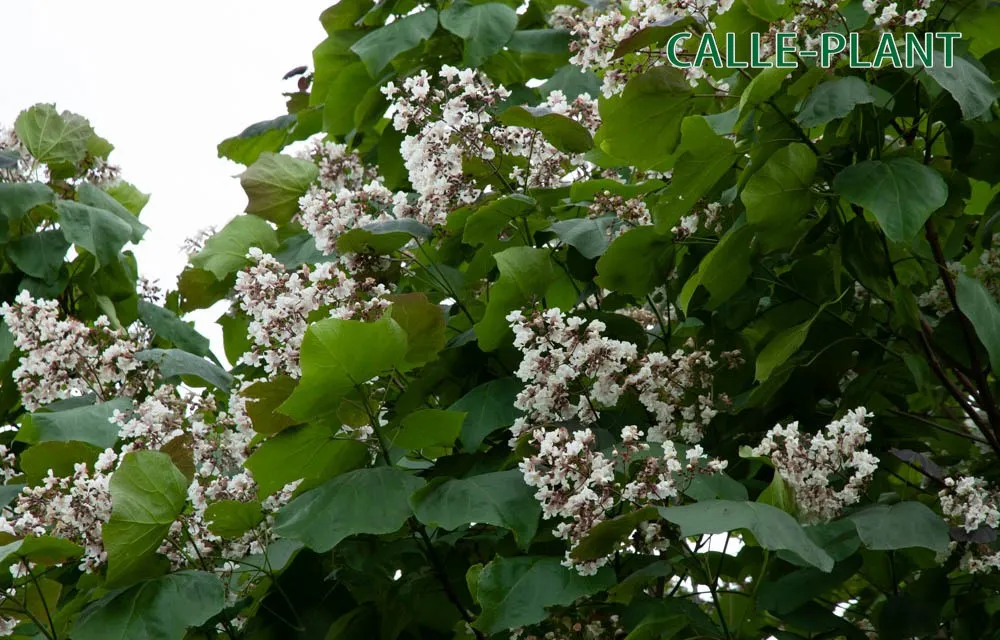 CATALPA BIGNONIOIDES HAUT-TIGE