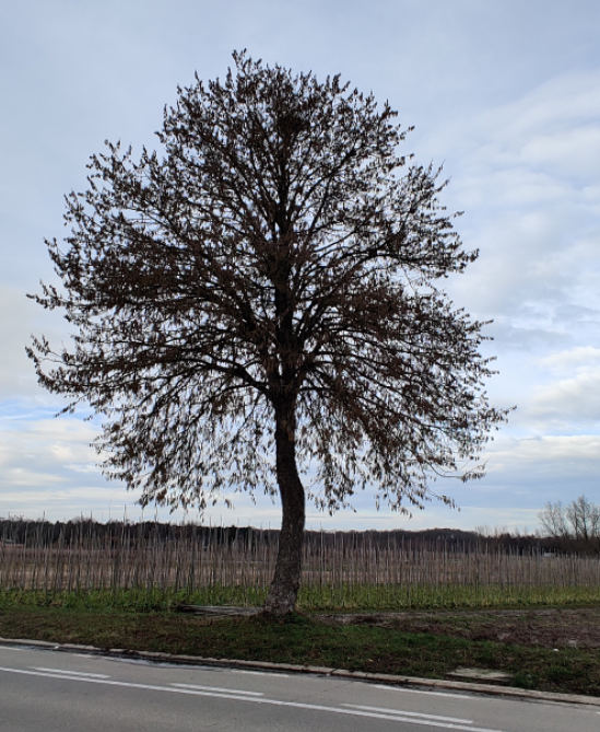 [CCOH6] CORYLUS COLURNA HAUTE-TIGE (6-8 cm)