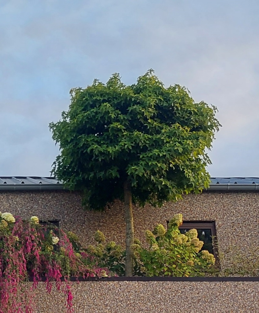 [LSGUH6C] LIQUIDAMBAR STYRACIFLUA 'GUM BALL' HAUTE-TIGE (Motte, 6-8 cm)