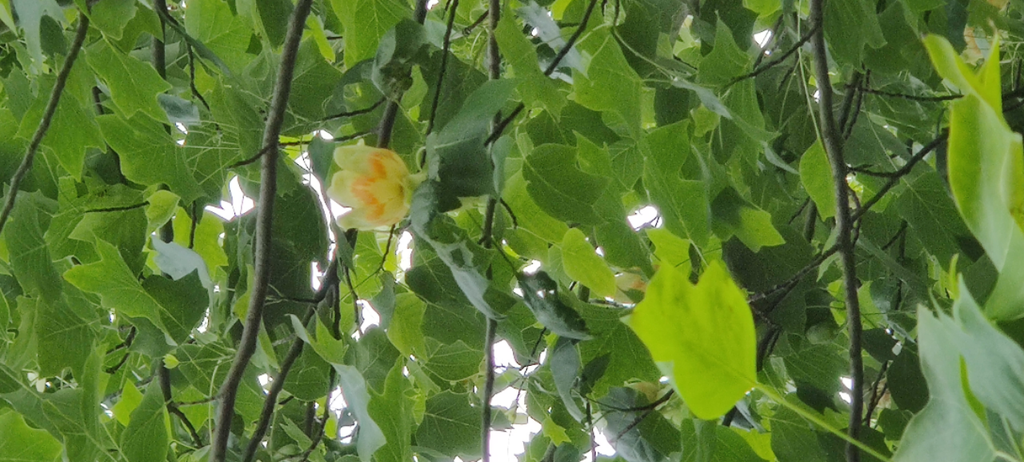 [LTUH6] LIRIODENDRON TULIPIFERA HOOGSTAM (Kluit, 6-8 cm)
