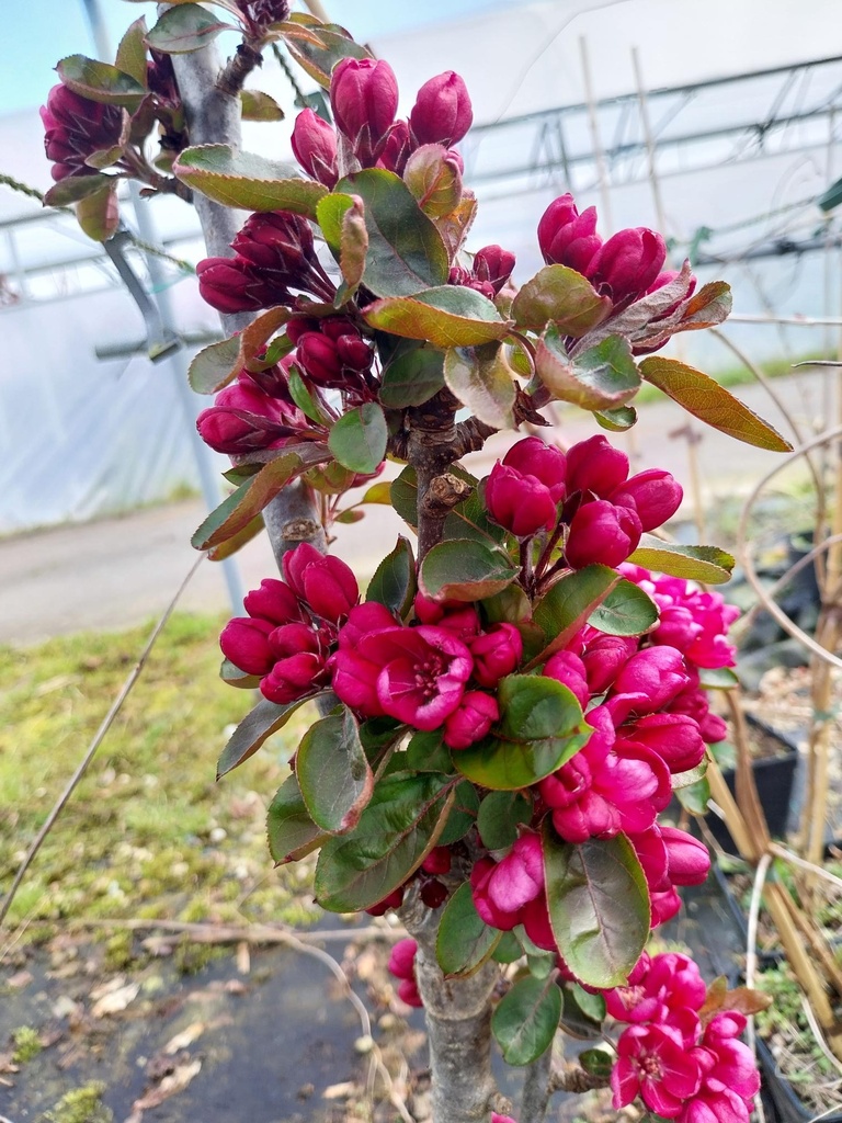 MALUS APPOLLO