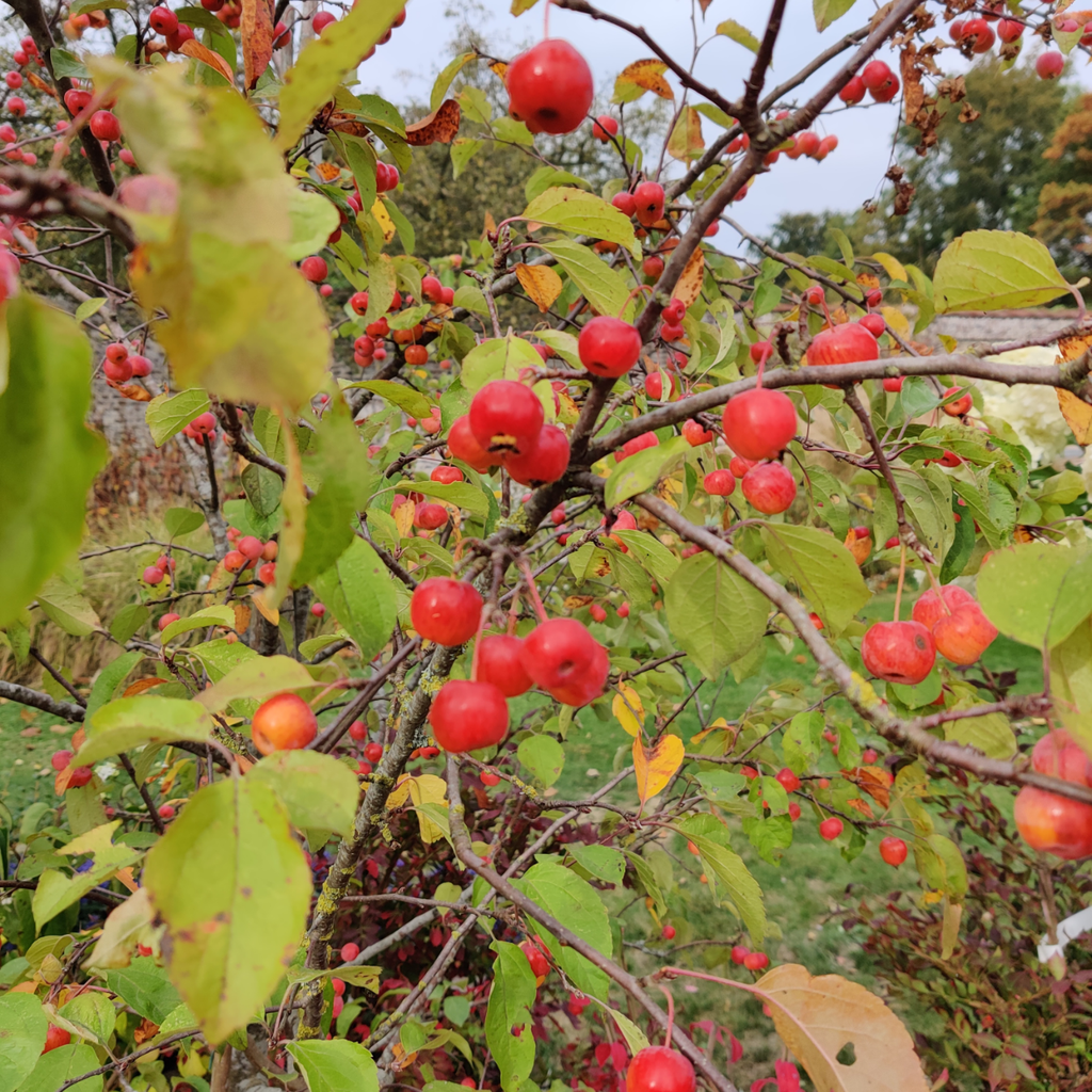 MALUS 'EVERESTE' HAUT-TIGE