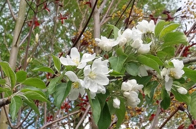 MALUS 'JOHN DOWNIE' HAUT-TIGE