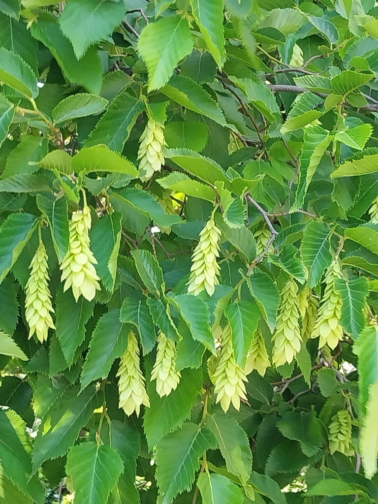 OSTRYA CARPINIFOLIA HAUT-TIGE